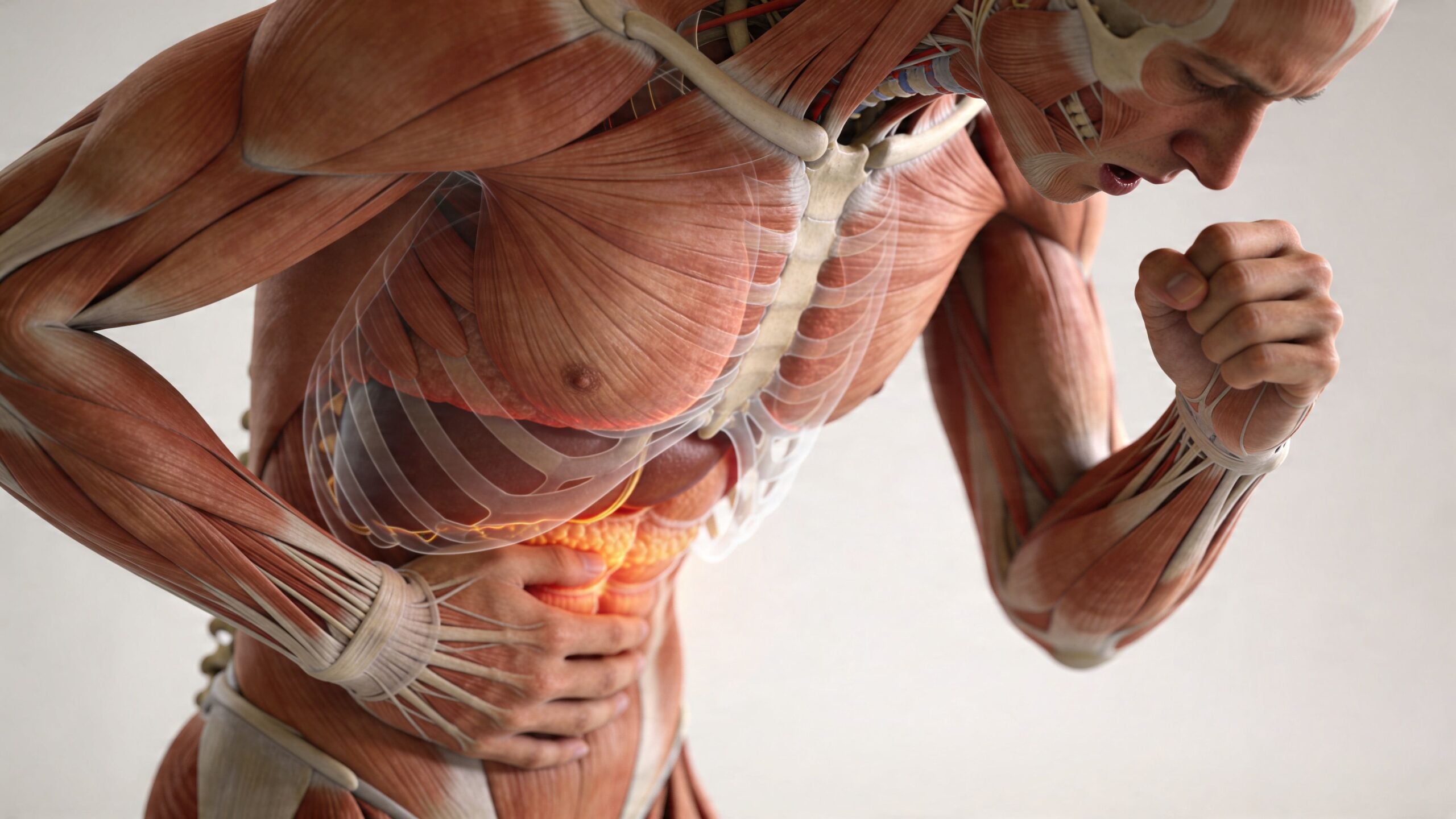 A 3D medical illustration of a male figure coughing while holding his painful abdomen and lower back.