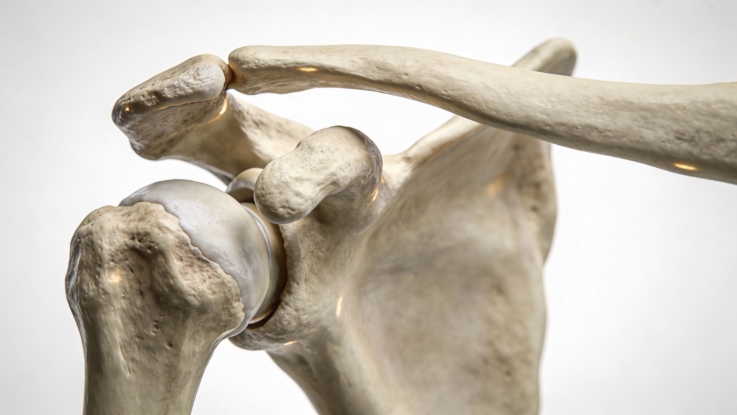 A detailed medical illustration showing the anatomy of the human shoulder joint, clavicle, and upper humerus bone.