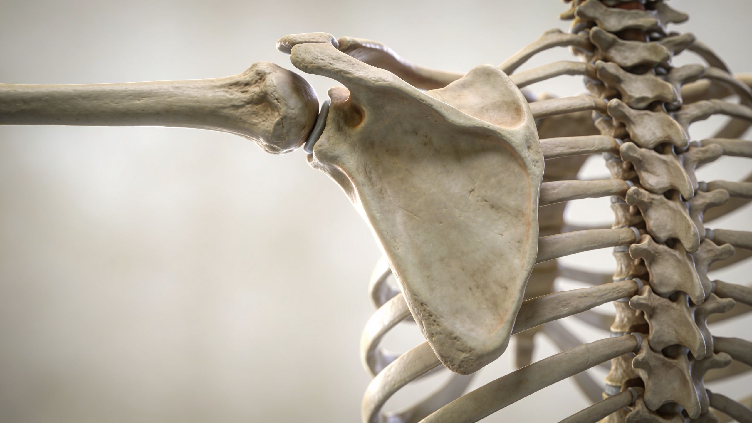 A close-up view of the human scapula shoulder blade anatomy and the glenohumeral joint structure.