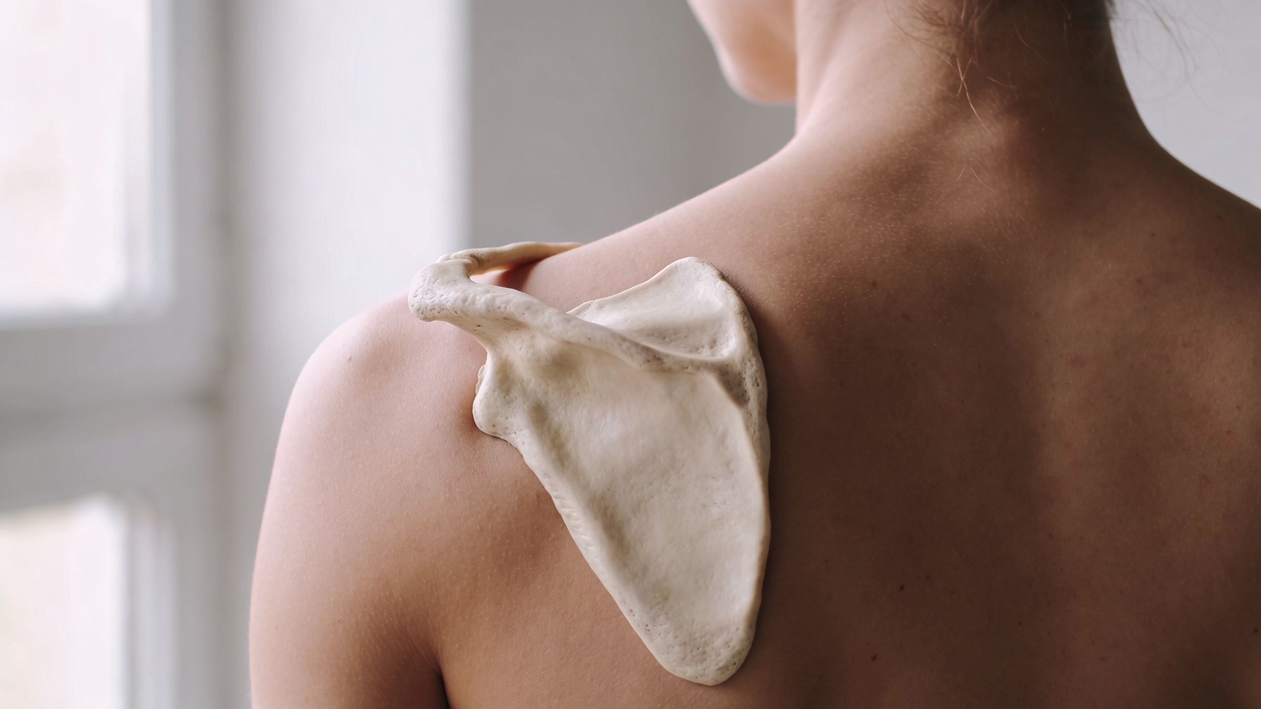 A human scapula bone model placed on the back of a woman's shoulder to show anatomical position.